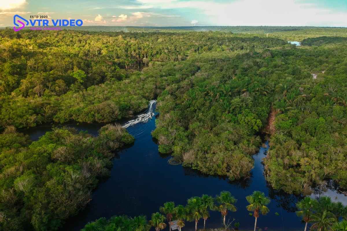 Amazon Rainforest: Biodiversity Hotspot